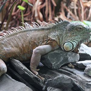 Green iguana - former subspecies rhinolopha
