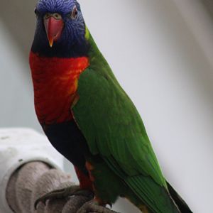 Rainbow lorikeet