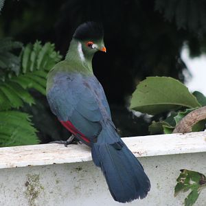 White-cheeked touraco