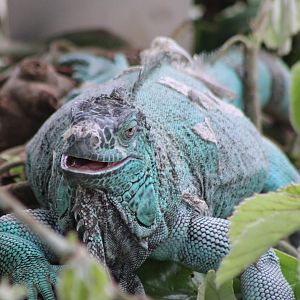 Green iguana