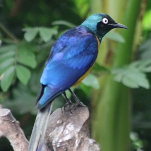 Golden-breasted starling