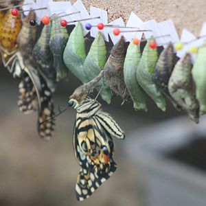 Swallow-tail hatchlings