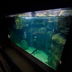 Feb. 2020 - The River Journey - Appalachian Cove Forest - 30,000 Gallon Mountain Sink