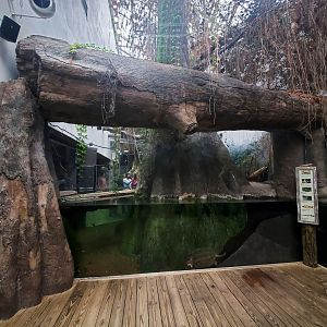 Feb. 2020 - The River Journey - Delta Country - Right Side of Alligator/Snapping Turtle Exhibit