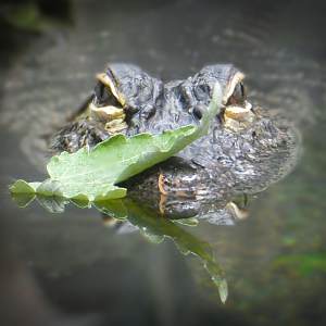 Feb. 2020 - The River Journey - Delta Country - American Alligator