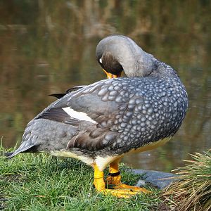 Magellanic flightless steamer duck (Tachyeres pteneres), 2020-01-11