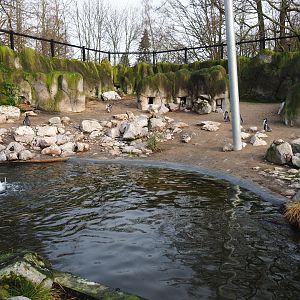Humboldt penguin exhibit in the Chilean aviary, 2020-01-11