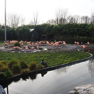 Chilean flamingo area in the Chilean aviary, 2020-01-11