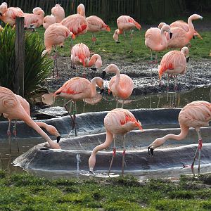 Chilean flamingo feeding area, 2020-01-11