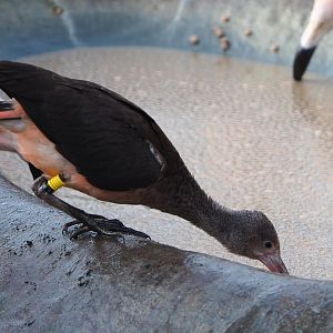 Juvenile Scarlet ibis (Eudocimus ruber), 2020-01-11