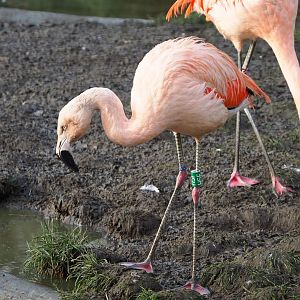 Chilean flamingo (Phoenicopterus chilensis), 2020-01-11