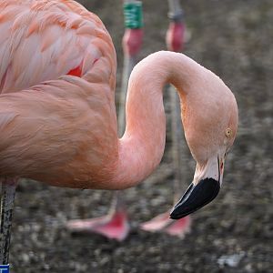 Chilean flamingo (Phoenicopterus chilensis), 2020-01-11