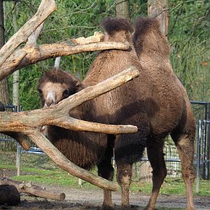 Bactrian camel (Camelus bactrianus), 2020-01-11