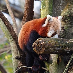 Red panda (Ailurus fulgens), 2020-01-11
