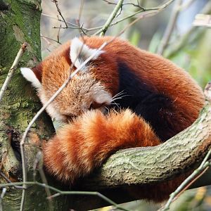 Red panda (Ailurus fulgens), 2020-01-11