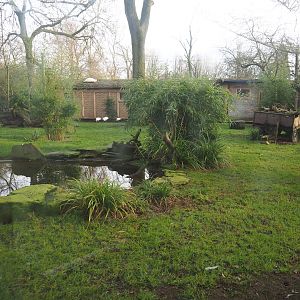 Red-crowned crane, Blue eared pheasant, Cheer pheasant, Black-headed ibis and Green peafowl aviary, 2020-01-11