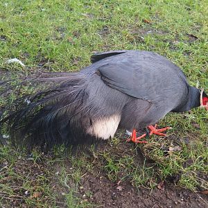 Blue eared pheasant (Crossoptilon auritum), 2020-01-11