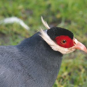 Blue eared pheasant (Crossoptilon auritum), 2020-01-11