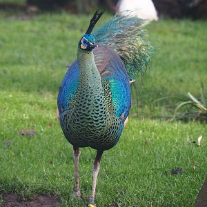 Green peafowl (Pavo muticus), 2020-01-11