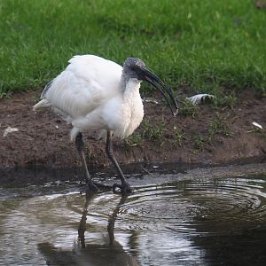 Drinking juvenile Black-headed ibis (Threskiornis melanocephalus), 2020-01-11