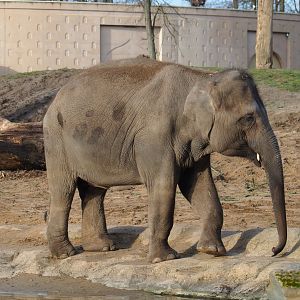 Asian elephant (Elephas maximus), 2020-01-11