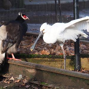 Brown eared pheasant (Crossoptilon mantchuricum) and Eurasian Spoonbill (Platalea leucorodia), 2020-01-11