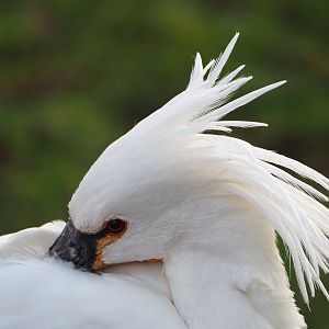 Eurasian Spoonbill (Platalea leucorodia), 2020-01-11