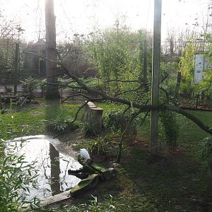 Eurasian spoonbill, Little egret, Brown eared pheasant, Demoiselle crane and Red-billed blue magpie aviary, 2020-01-11