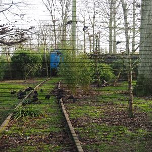 Oriental white stork, Glossy ibis, Brown eared pheasant and White-winged duck aviary, 2020-01-11