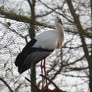 Oriental white stork (Ciconia boyciana), 2020-01-11