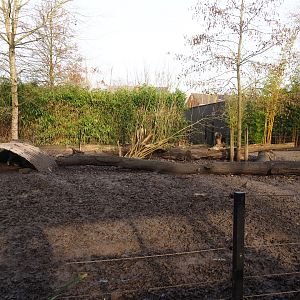 Negros Visayan warty pig paddock, 2020-01-11