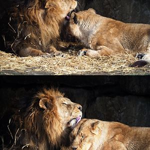 Asiatic lions (Panthera leo persica), 2020-01-11