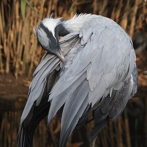 Demoiselle crane (Anthropoides virgo), 2020-01-11