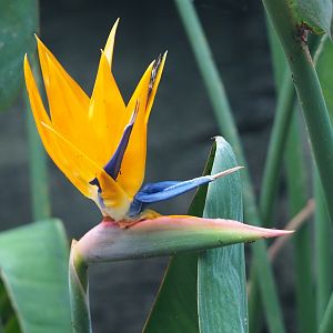 Strelitzia flower, 2020-01-11