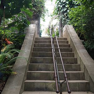 Asian greenhouse - Temple stairs, 2020-01-11