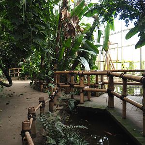 Asian greenhouse - Pathway and gibbon viewing area, 2020-01-11