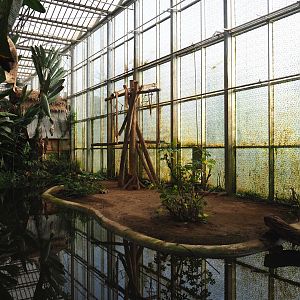 Indoor island Northern white-cheeked gibbons, 2020-01-11