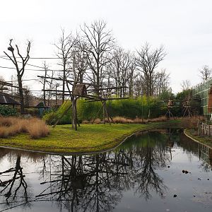 Northern white-cheeked gibbon island, 2020-01-11