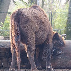 Wisent (Bison bonasus) rubbing on log, 2020-01-11