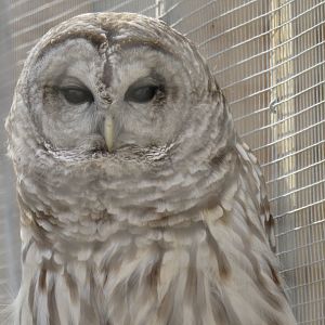 Sherlock the barred owl