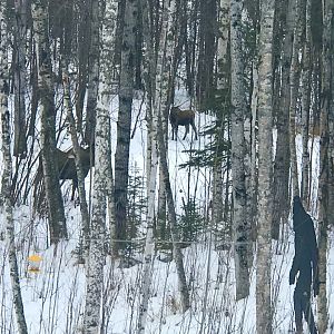 Skookum and a couple Moose in my Backyard.