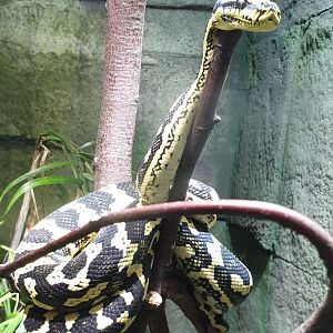 Carpet python