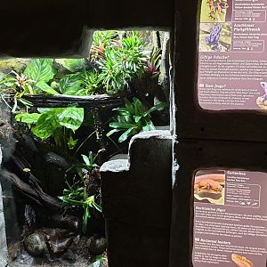 Enclosure and signs Dart frogs and Garden boa