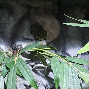 Vietnamese mossy frog