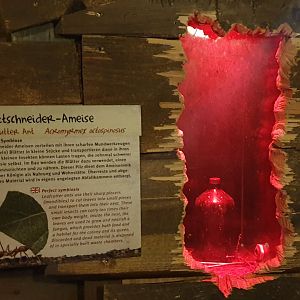 Part enclosure Leaf-cutter ants