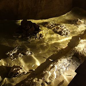 Enclosure Mexican blind cave-fish