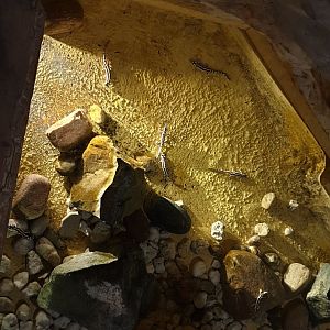 Enclosure Kaiser's spotted newt