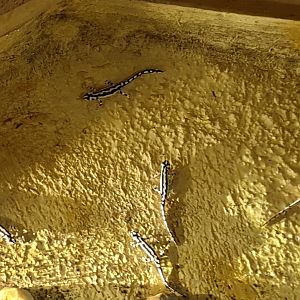 Kaiser's spotted newts