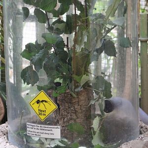 Feeding-place Leaf-cutter ants