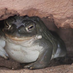 Colorado toad